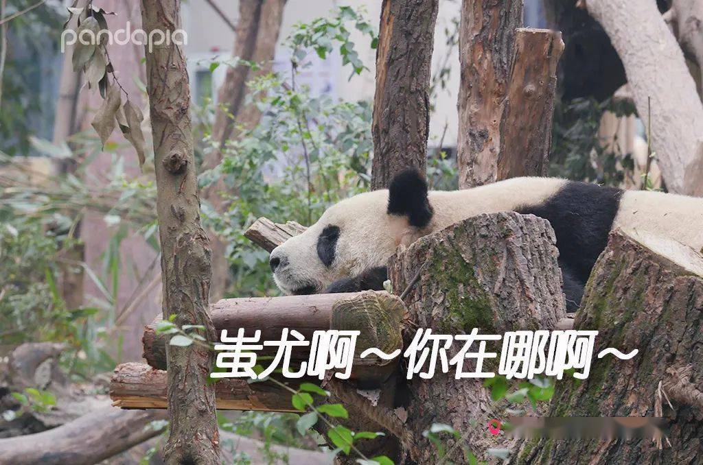 国宝的表情包真好玩,想当初蚩尤本来有两只熊猫,一只负责打仗一只负责