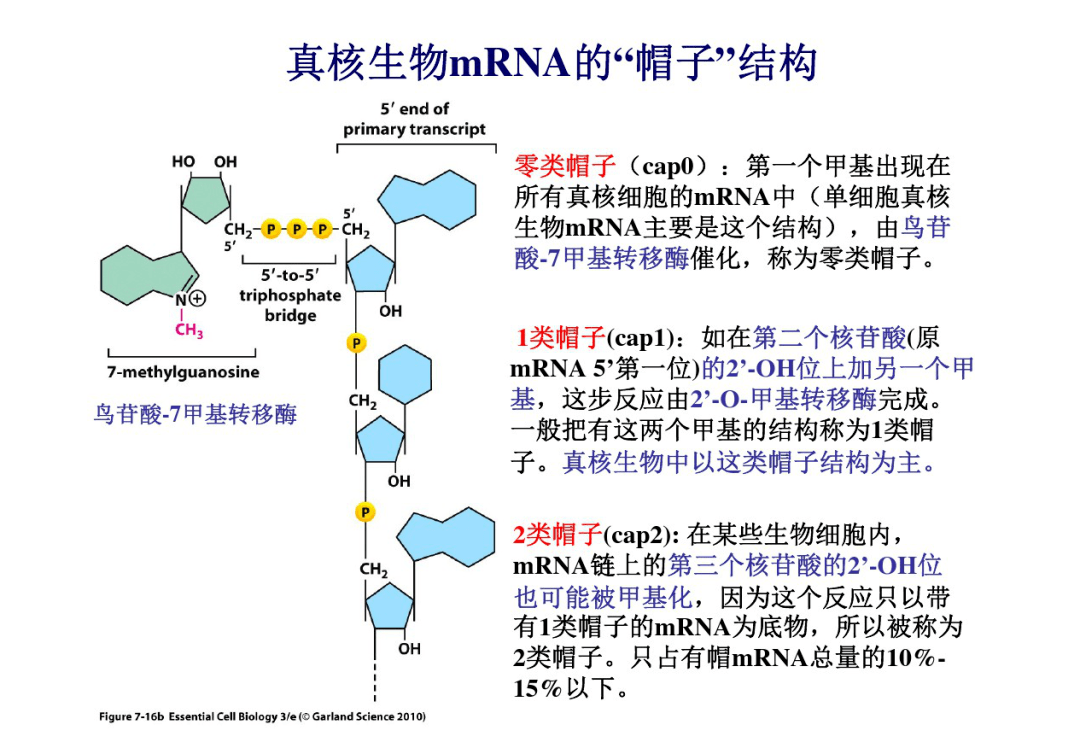 真核生物mRNA帽子结构图片