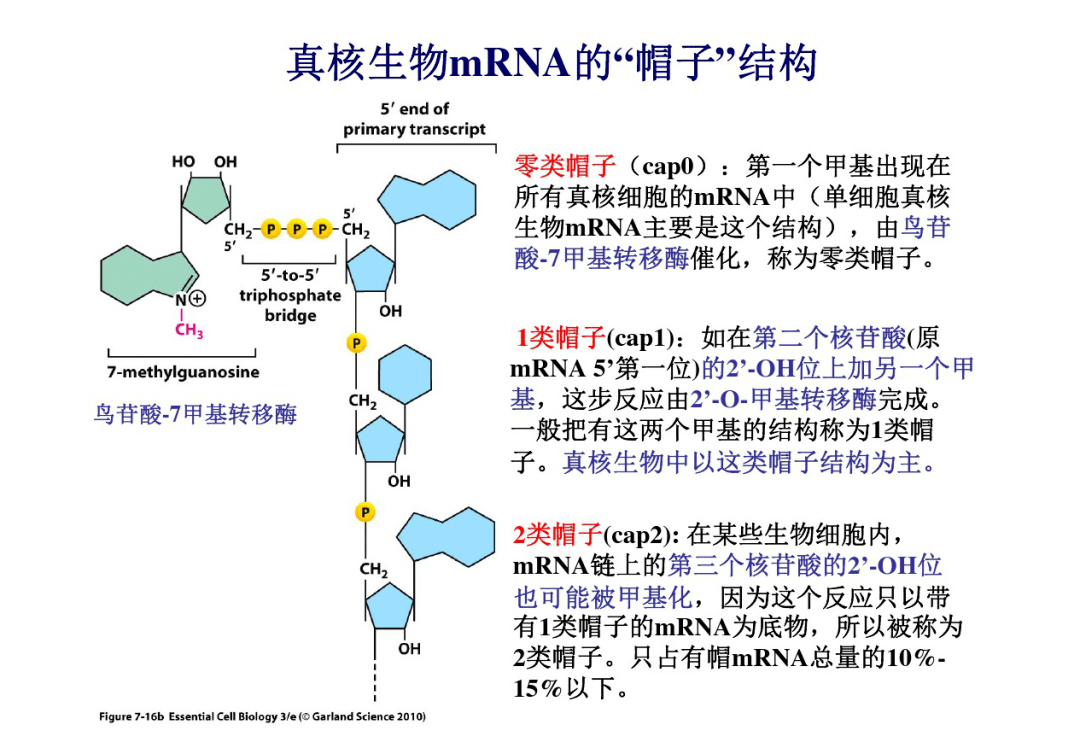 mrna帽子图片