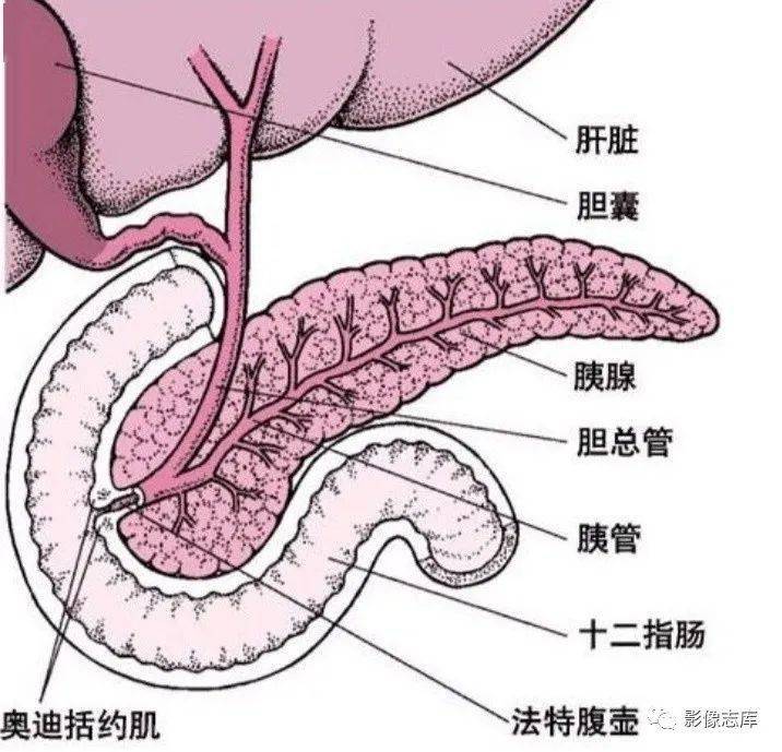 胆囊毗邻解剖图图片