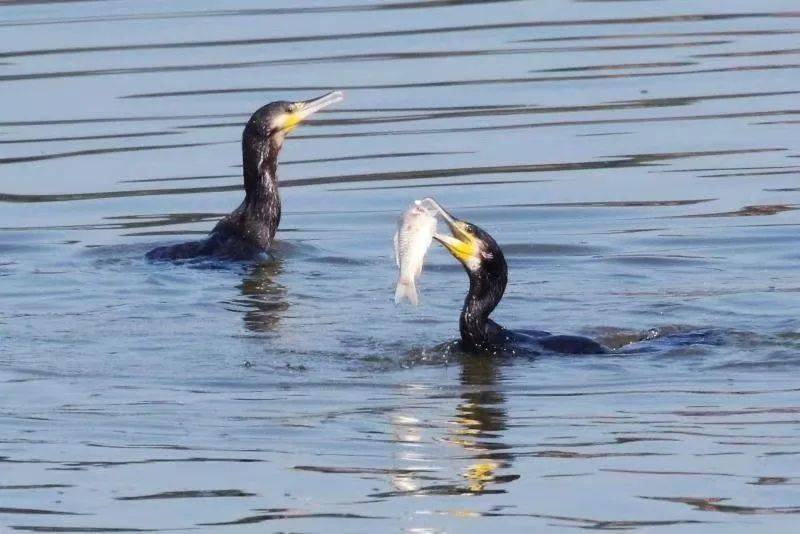 快看顺义潮白河飞来百只美丽水鸟