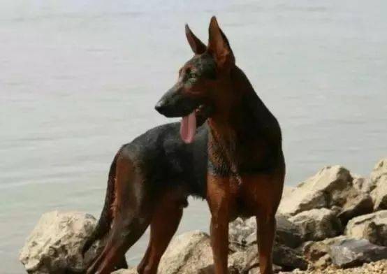 下司犬不仅能够看家,还是打猎的一把好手,很通人性,甚至有一段不短的