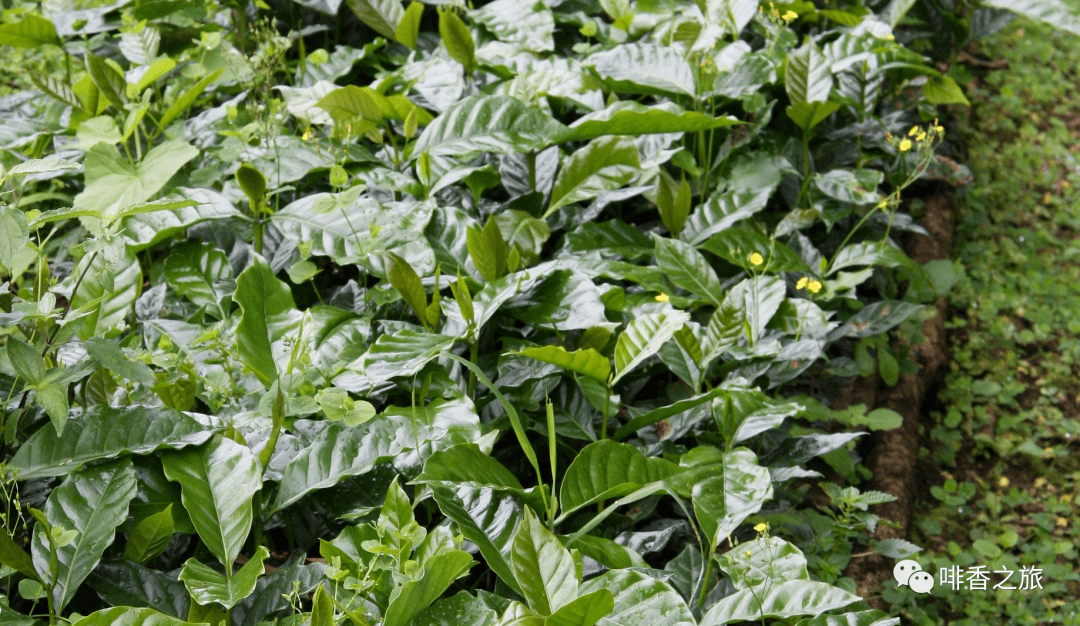 情况不妙在夏威夷发现了咖啡叶锈病