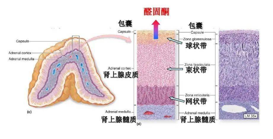 10多年的老高血压竟能停药了?!有些真的能根治,快看你是不是这一类_肾