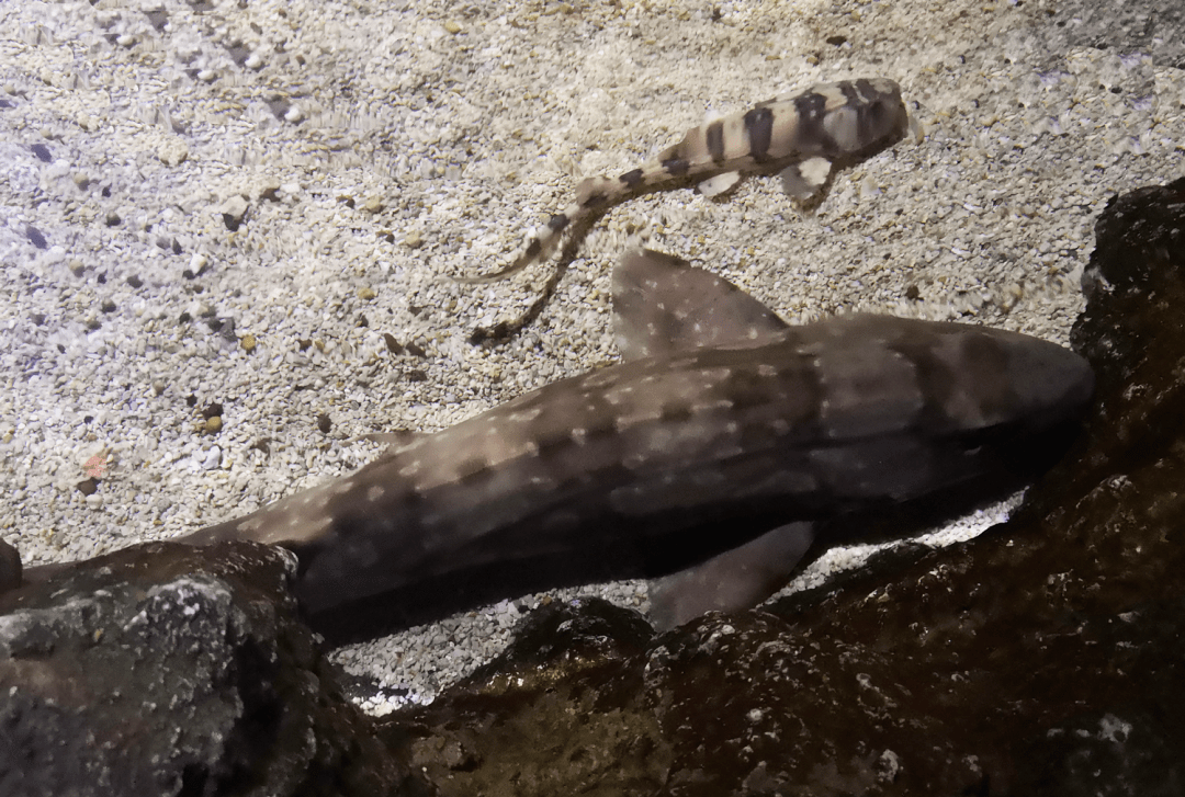 灰斑竹鲨图片