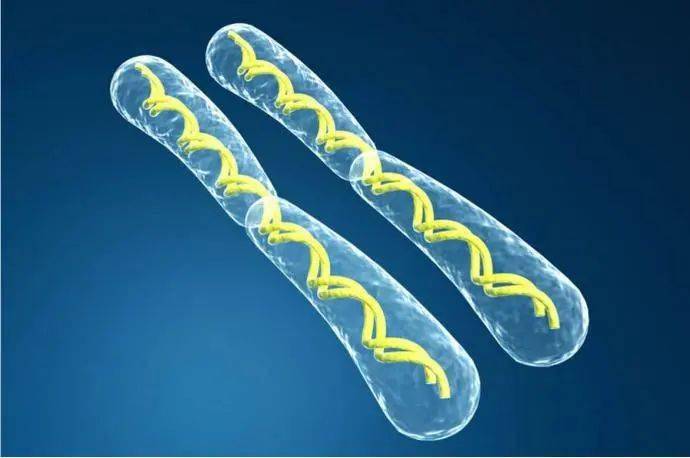 人类本应该有24对染色体缺了一对我们因此变得更聪明