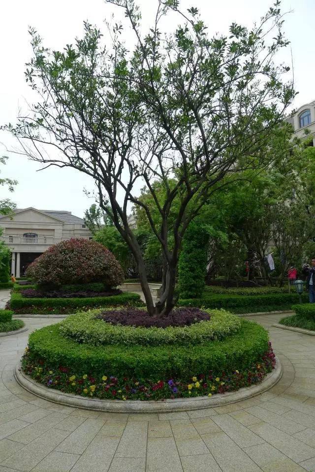 600张·植物造景意向图,值得收藏!_配置