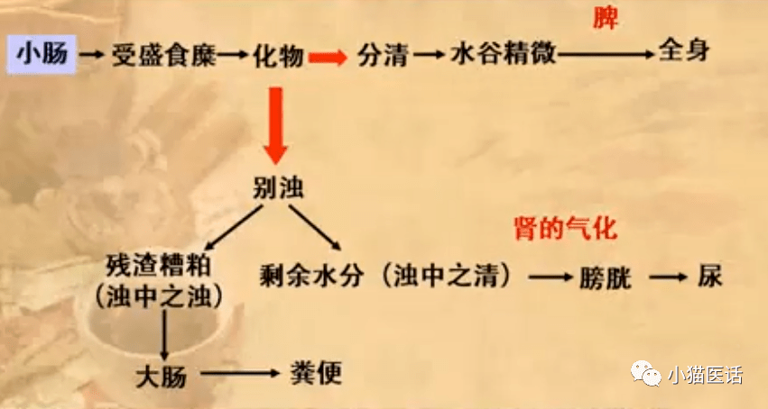 中医基础理论——心与小肠