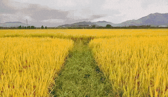 2020中山稻田音乐节来啦,送上周边游玩,美食攻略.