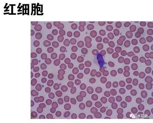 鱼类鳃隐鞭虫病体表和鳃部均无明显病症只是表现粘液较多