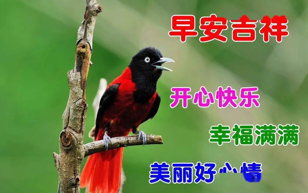 11月20日最漂亮早上好动态表情图片大全,早晨好动图美图大全