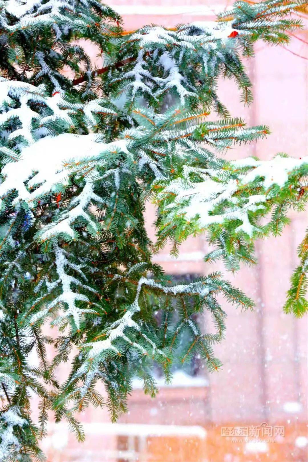 过去两天这场局地特大暴风雪有多大丨哈尔滨气象专家称近20年未见此