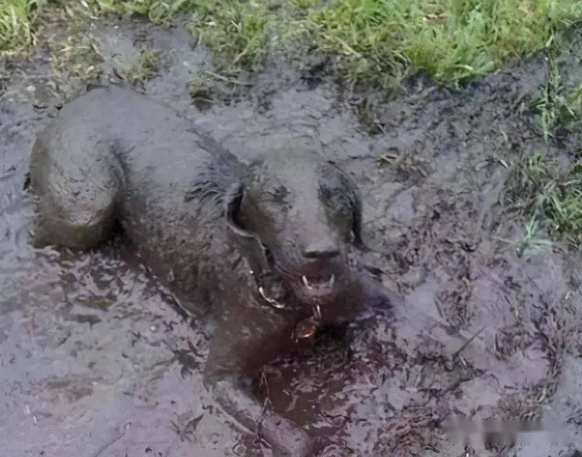 公认难养的7种狗任何一种都会让人崩溃