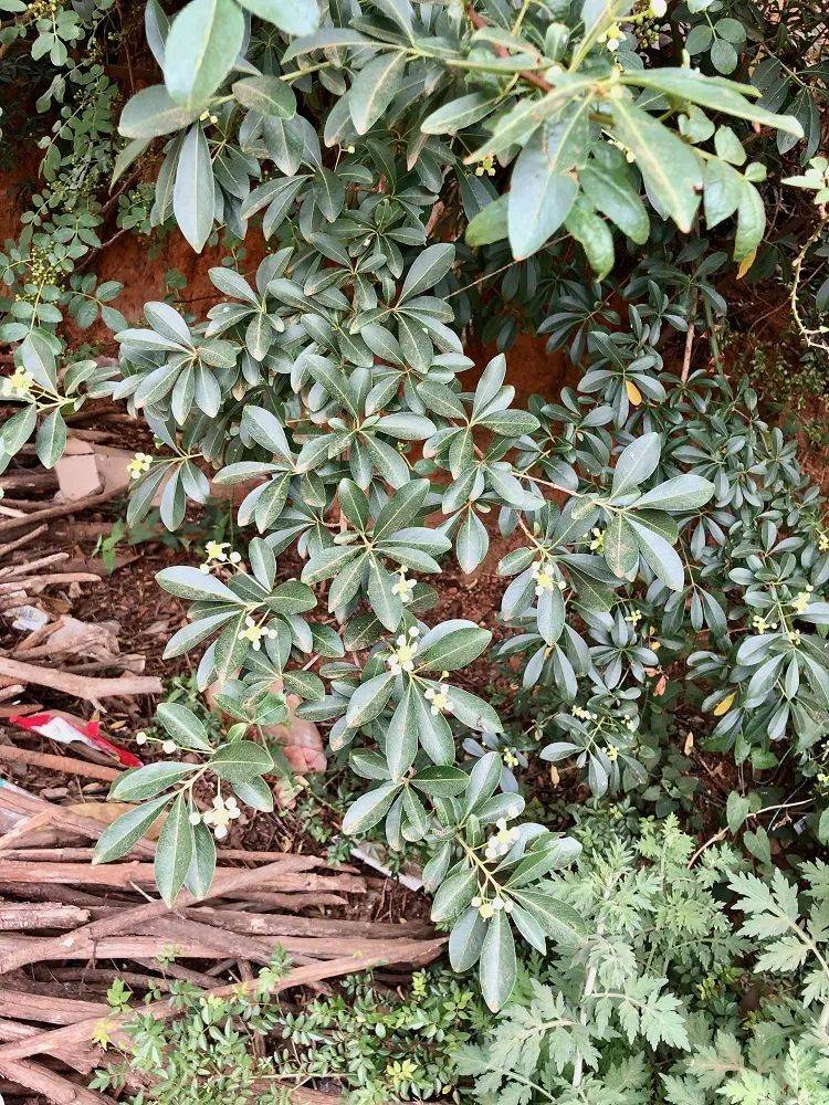 这树好惨,栽培之后,不孕不育_白杜