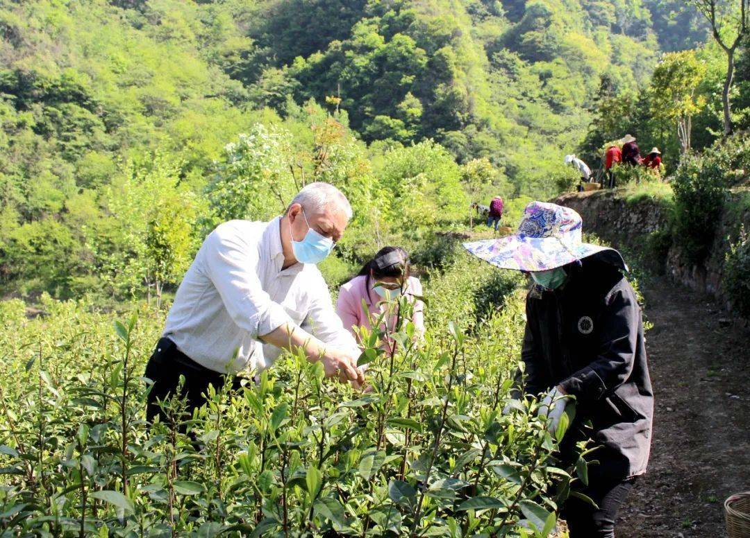 青岗坪村的"第一书记"火了!
