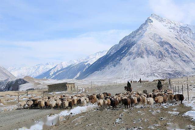 昭苏牧民转场 划破天山冬牧场宁静
