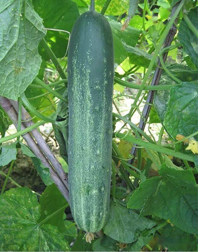 百优杂优大吊瓜水果黄瓜