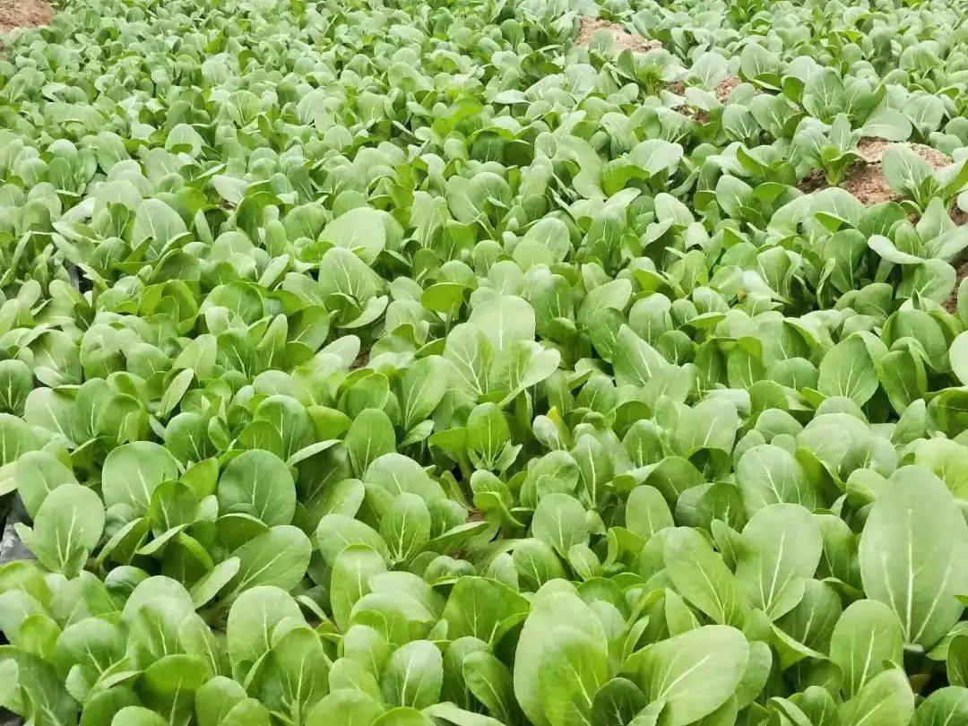 很多农户每年种植的蔬菜都是固定的,每年重茬种植,土壤中的病菌增多