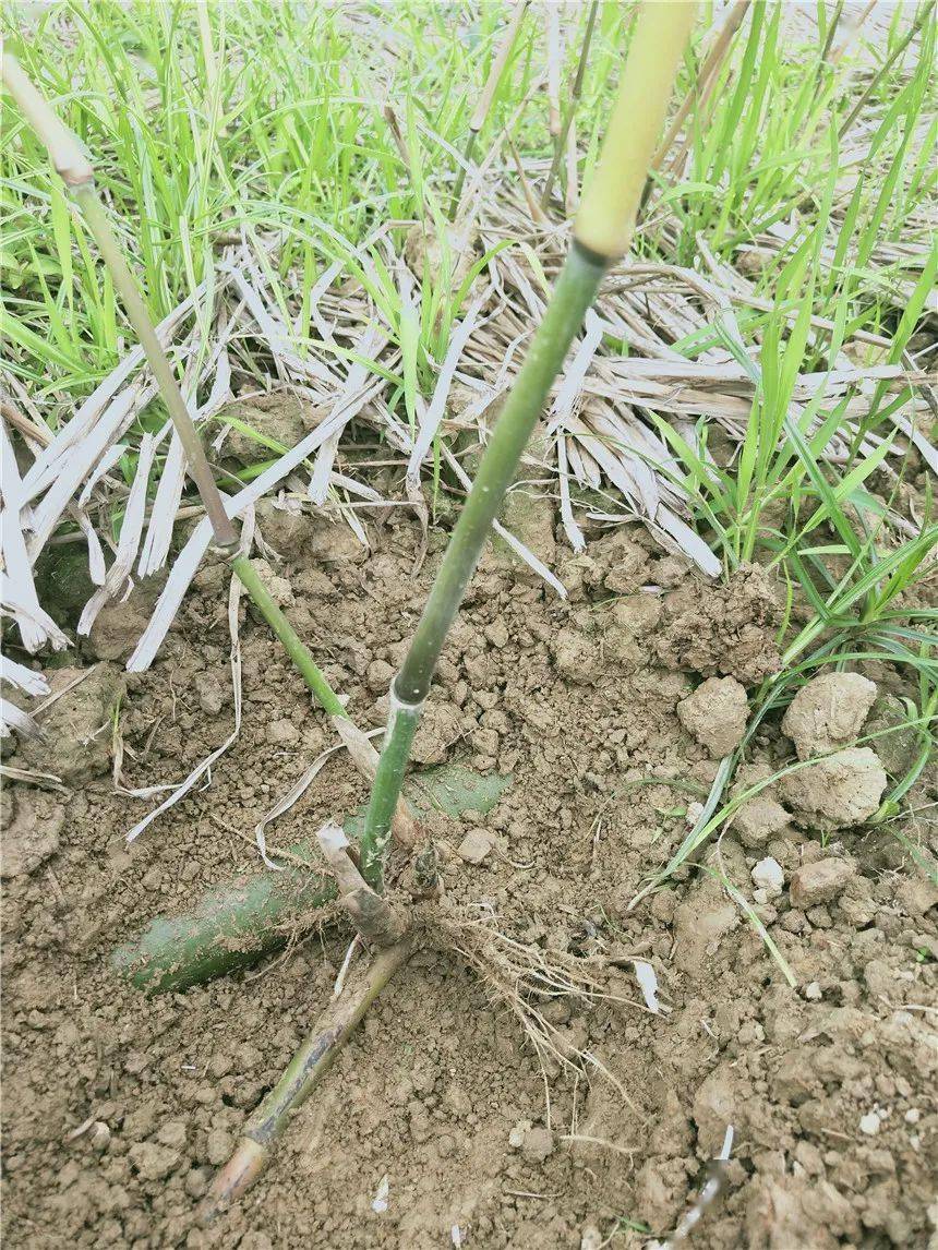 眼前长势郁郁葱葱的苗圃,正是该合作社在3月份试验种植的15亩梁山慈竹