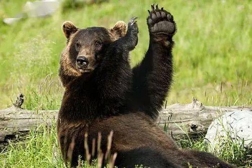 向人类挥手打招呼的可爱熊熊