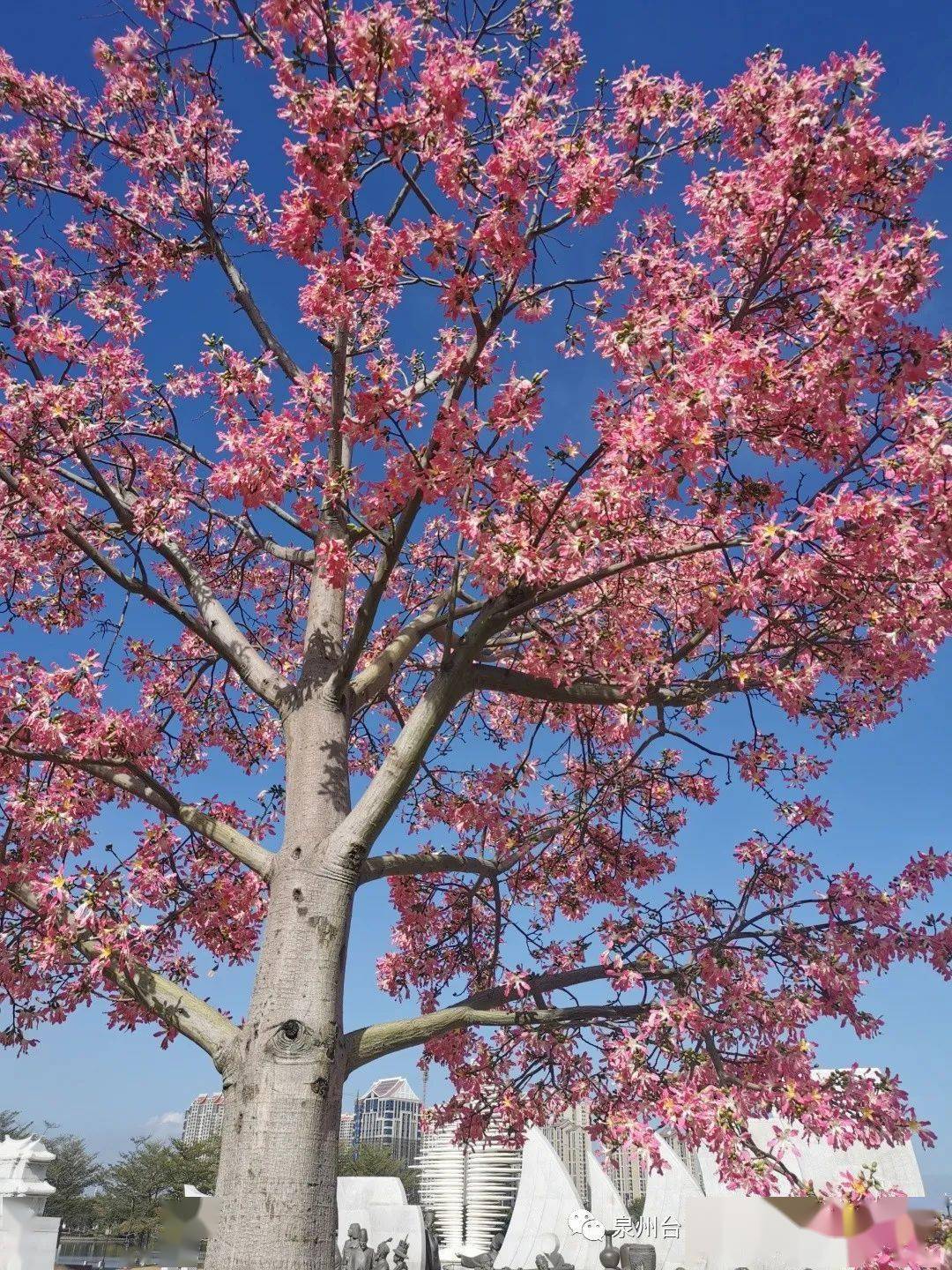 海丝艺术公园的樱花木棉已经开好了你来吗