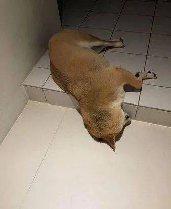 醉柴阶梯上断片,整颗头掉下来,饲主担心落枕