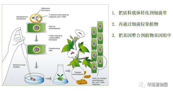 对于转基因,你有多少疑问? | 琪林科学讲坛第32期回顾_技术