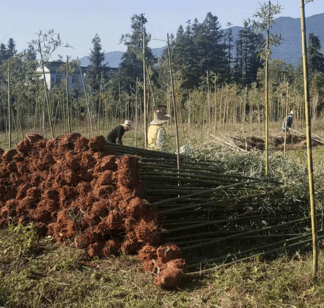 脱贫攻坚闪石乡雷竹基地种植忙增产增收助脱贫