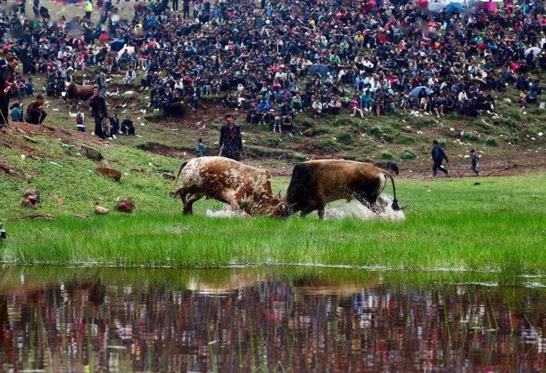 风俗介绍i丰富多彩的凉山彝族年