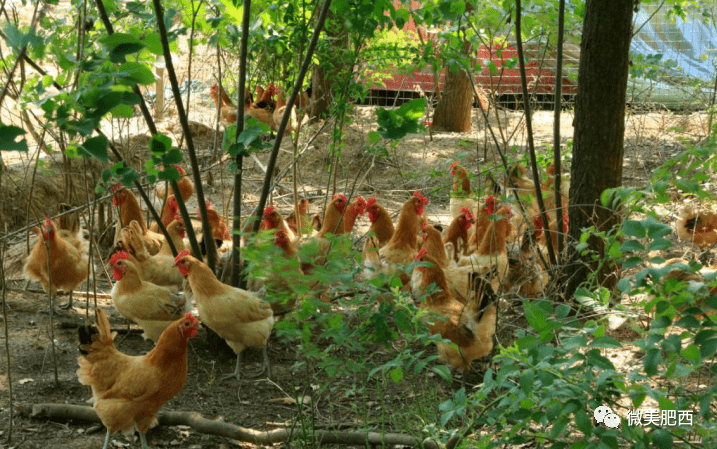 农事抱团发展村级合作社里鸡成群