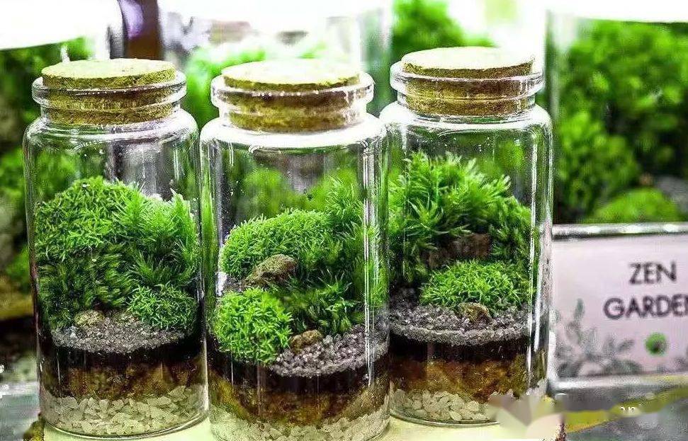 苔藓玻璃瓶微景观作品欣赏