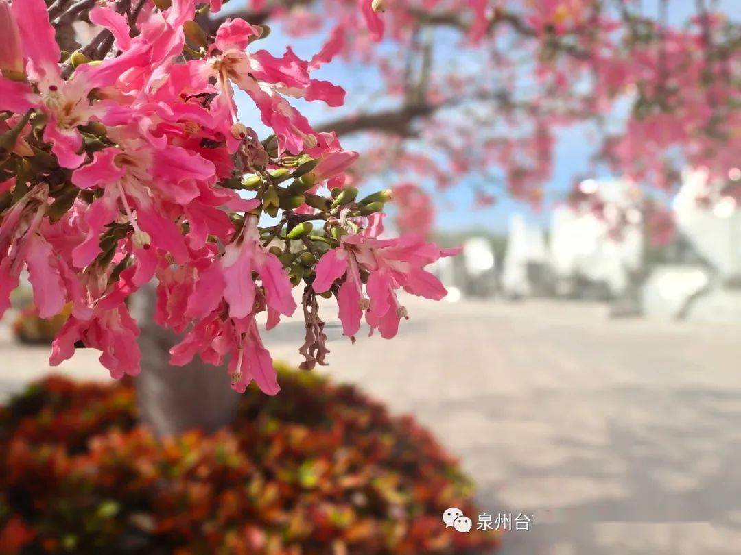海丝艺术公园的樱花木棉已经开好了你来吗