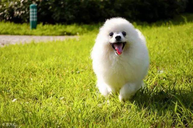 轻松养宠物博美这样养毛发更好看