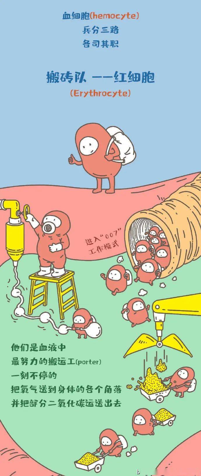 血液科普漫画我们的血液