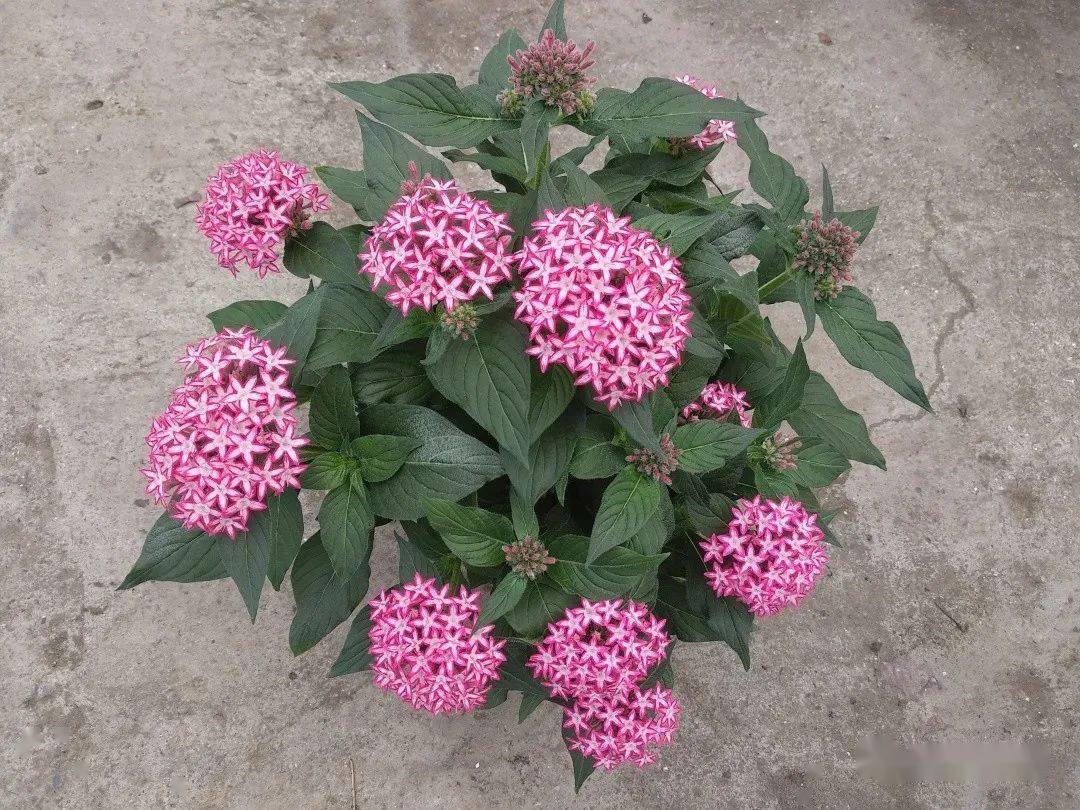 2021计划颜值与品质俱佳的繁星花幸运星你安排上了吗