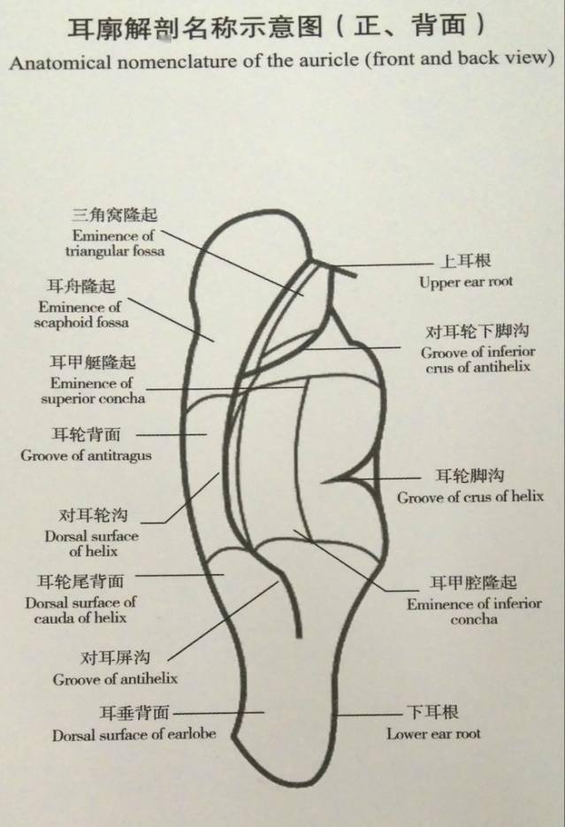 最全中医耳诊名师笔记总结(全部干货)