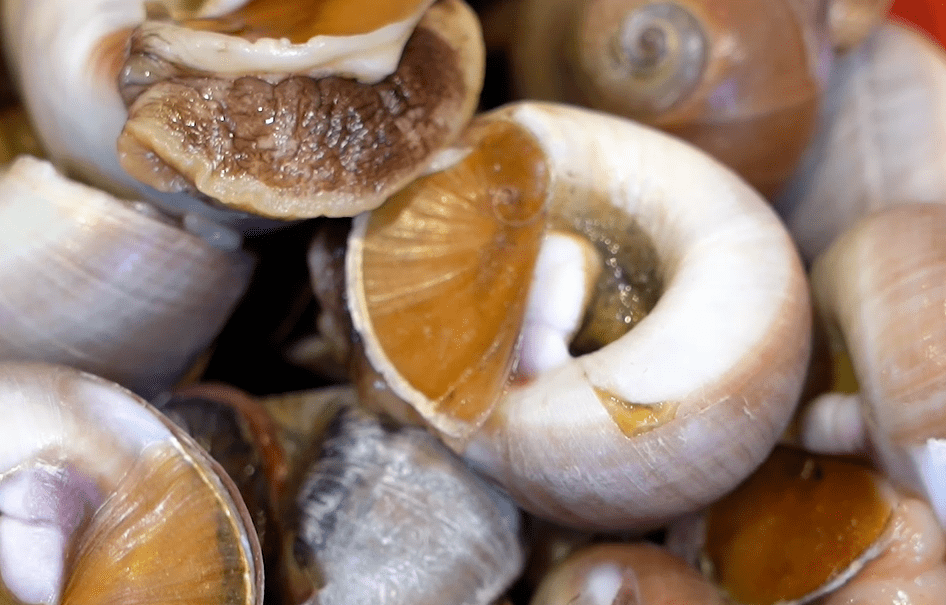 灵山湾小海螺应季老南瓜葱花蒜片八角烹饪步骤冷水下海螺,煮5-6分钟后