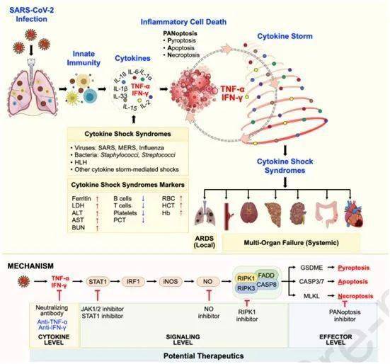 细胞因子休克综合征中tnfα和ifnγ引发炎症细胞死亡组织损伤和死亡
