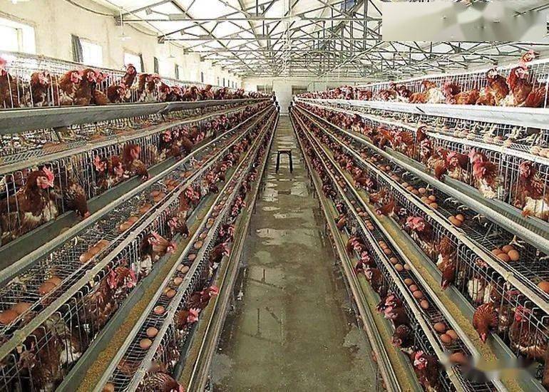 饲养管理冬季养鸡舍的通风除湿方法