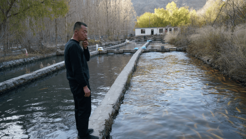 开建在即,韩家峡水库20余万斤虹鳟鱼求"认领"