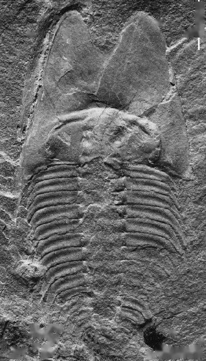 图鉴099耳形范特西虫phantaspisauritus