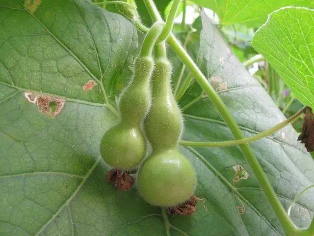 盘玩新摘下来的葫芦 结果为什么成煤球了?