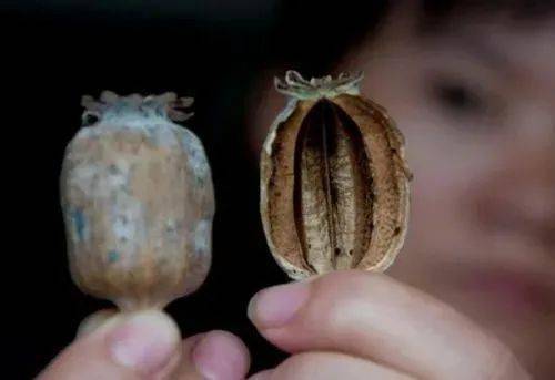 餐饮经营者在火锅中使用罂粟壳(罂粟粉),主要目的就是让人上瘾