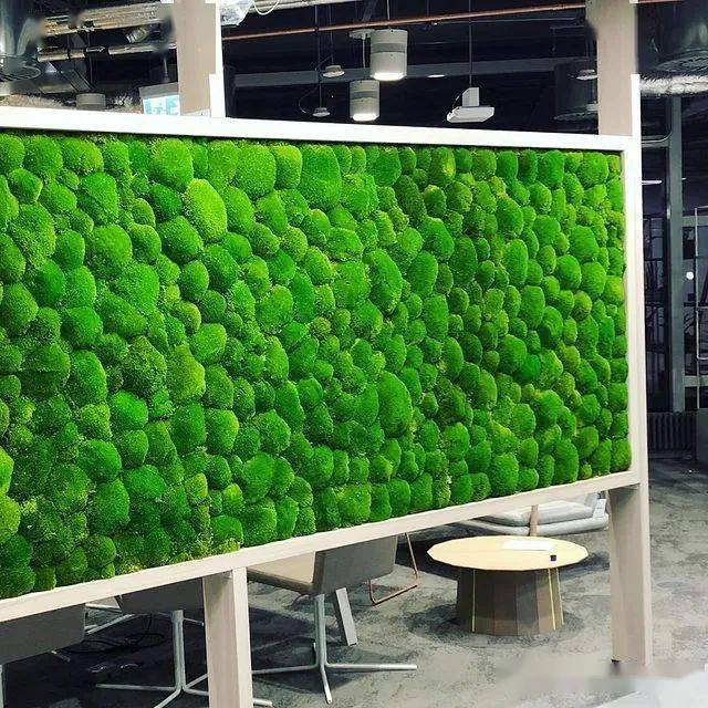 最适合养在室内的苔藓品种绝对没有之一值得一看