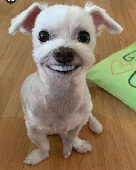 网友给狗子p上一副假牙,它的笑容立马变得很魔性,笑喷!