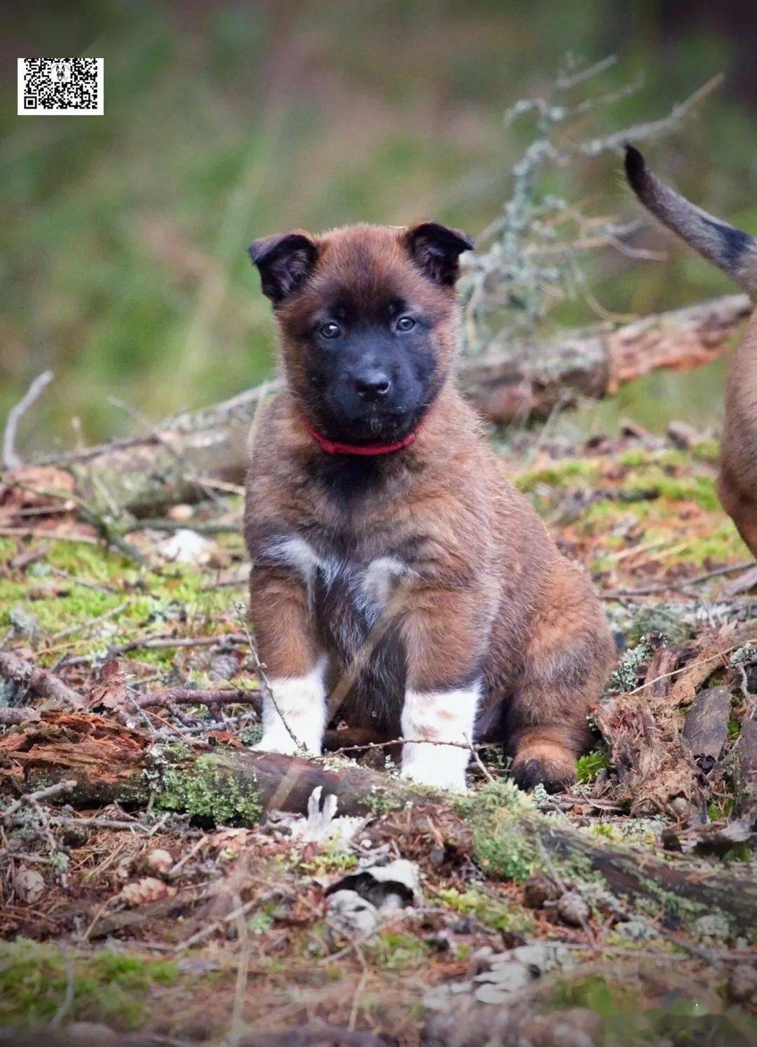 带白的马犬,不一样的韵味!