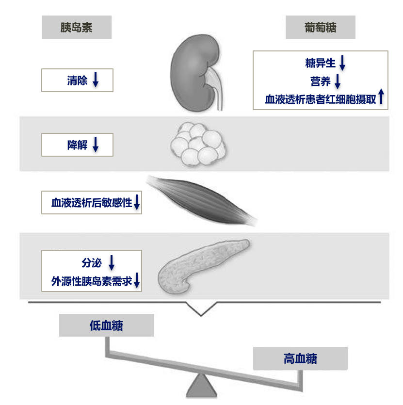 文獻速遞糖尿病合併晚期慢性腎臟病患者的血糖監測與管理