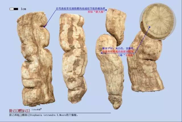 中药百草园防己