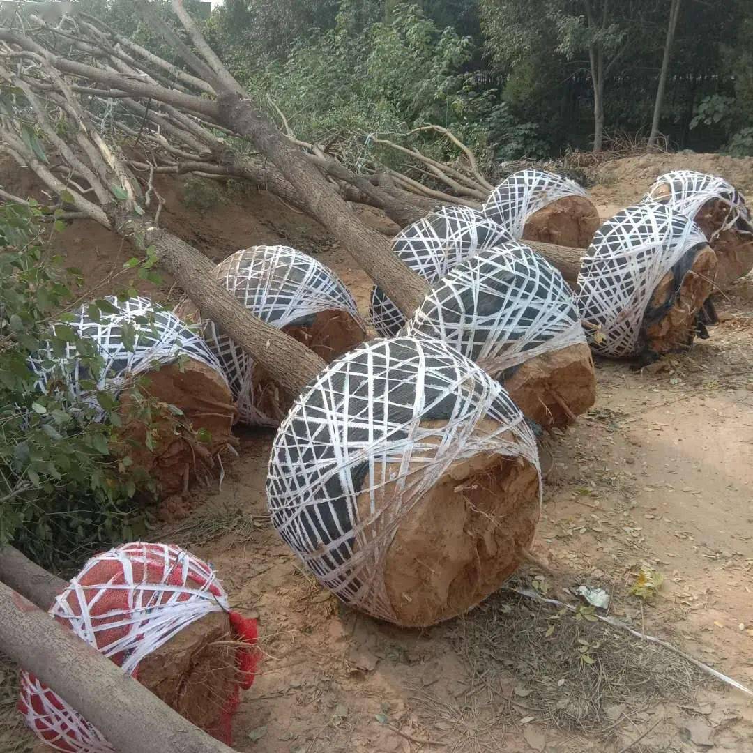 植物伤根行为及解决方法