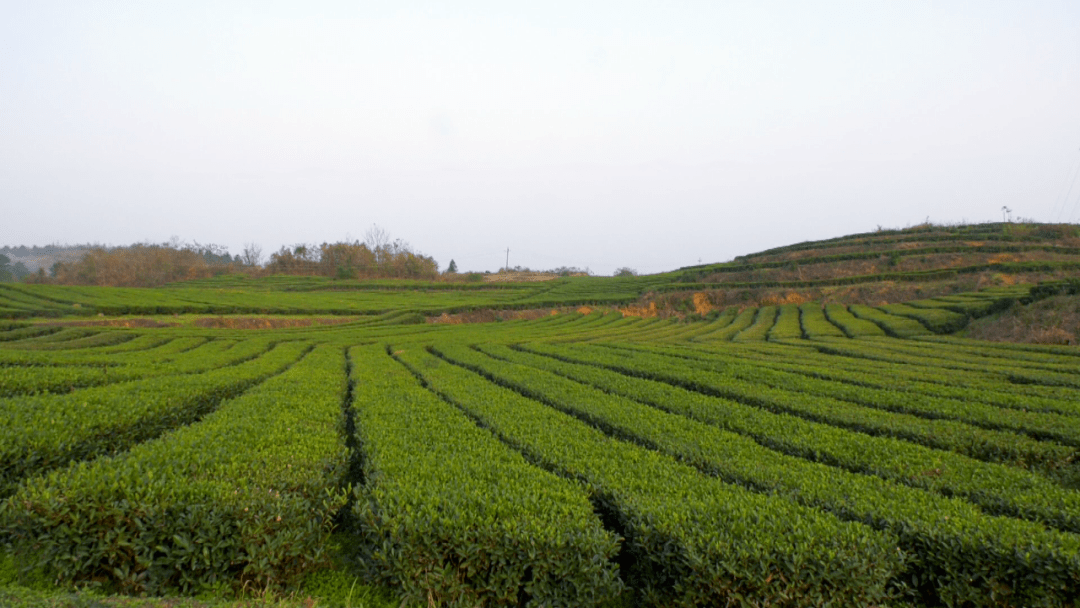 五中全会在基层长坝镇打造乡村振兴新示范